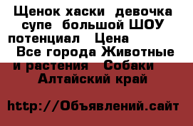 Щенок хаски, девочка супе, большой ШОУ потенциал › Цена ­ 50 000 - Все города Животные и растения » Собаки   . Алтайский край